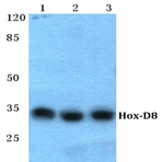 Hox-D8 pAb