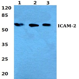 ICAM-2 pAb