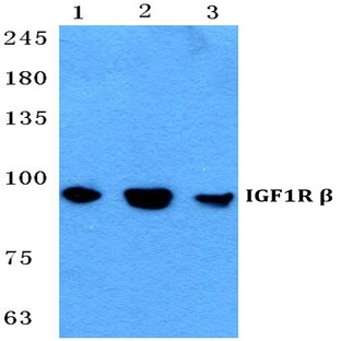 IGF-1R pAb