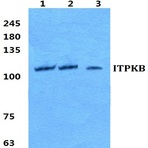 Bs5765_wb