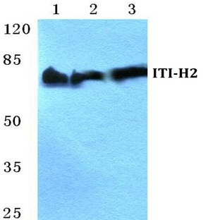 ITI-H2 pAb