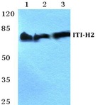 ITI-H2 pAb