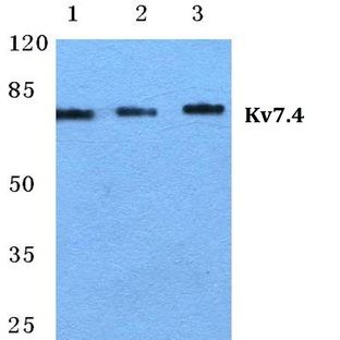 Kv7.4 pAb