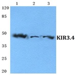 KIR3.4 pAb