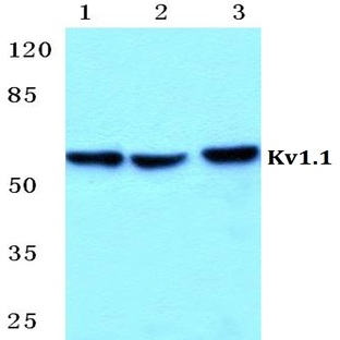 Kv1.1 pAb