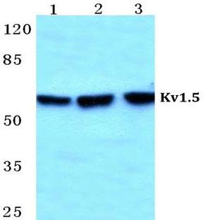 Kv1.5 pAb