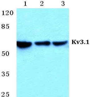 Kv3.1 pAb