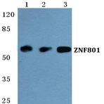 ZNF801 pAb