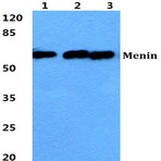 Bs5795_wb