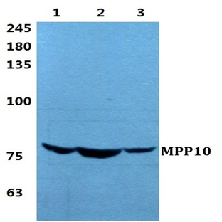 MPP10 pAb