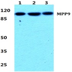 MPP9 pAb