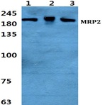 Bs5801_wb