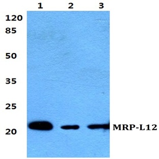 MRP-L12 pAb