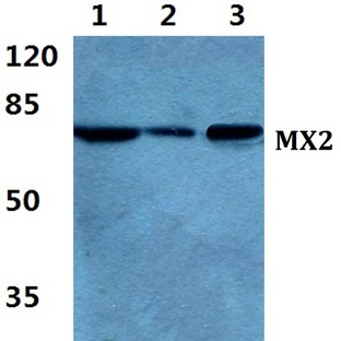 MX2 pAb