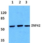 ZNF42 pAb