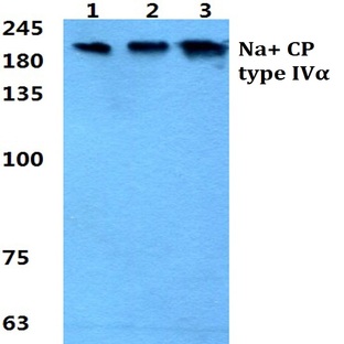 Na+ CP type IV(alpha) pAb