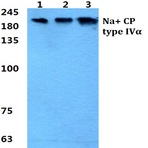 Na+ CP type IV(alpha) pAb