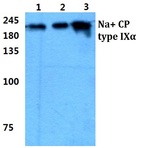 Na+ CP type IX(alpha) pAb