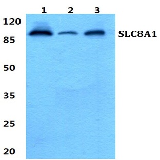 SLC8A1 pAb