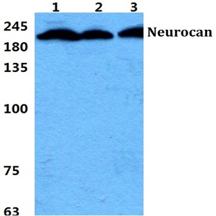 Neurocan pAb