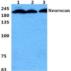 Bs5819_wb