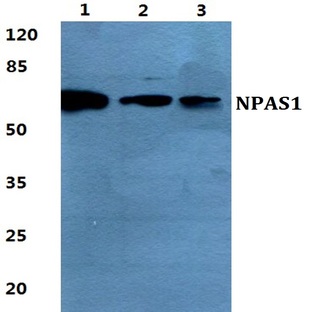 NPAS1 pAb