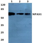 NPAS1 pAb