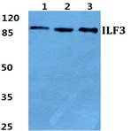 ILF3 pAb