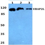 UBAP2L pAb