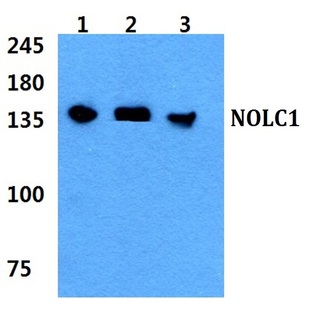 NOLC1 pAb