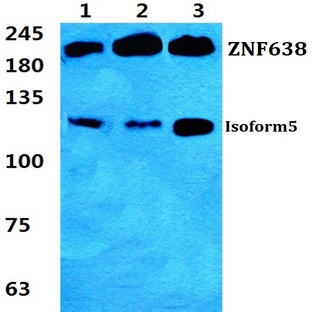 ZNF638 pAb