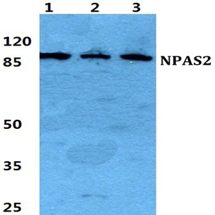 NPAS2 pAb