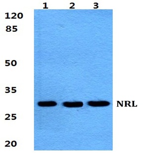 NRL pAb