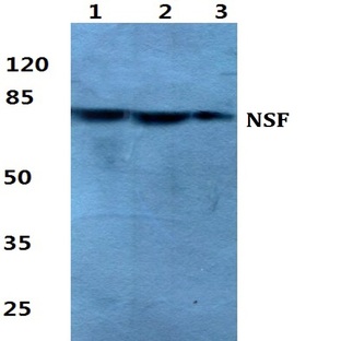 NSF pAb