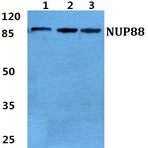 Bs5831_wb