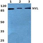 Bs5832_wb