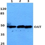 OAT pAb