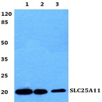 SLC25A11 pAb