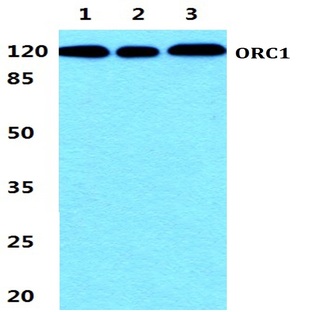 ORC1 pAb