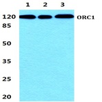 Bs5836_wb