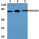 Bs5839_wb