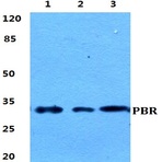 Bs5840_wb