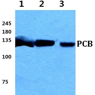 PCB pAb