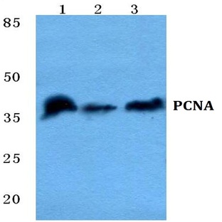 PCNA pAb