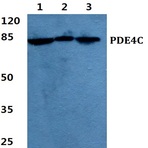 PDE4C pAb