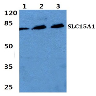 SLC15A1 pAb