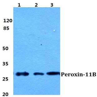 Peroxin-11B pAb