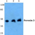 Peroxin 3 pAb