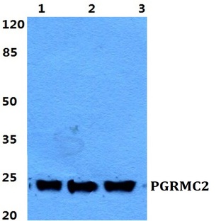 PGRMC2 pAb