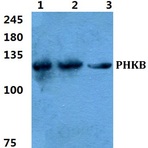 Bs5854_wb